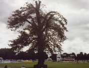 St Lawrence Ground with pollarded tree